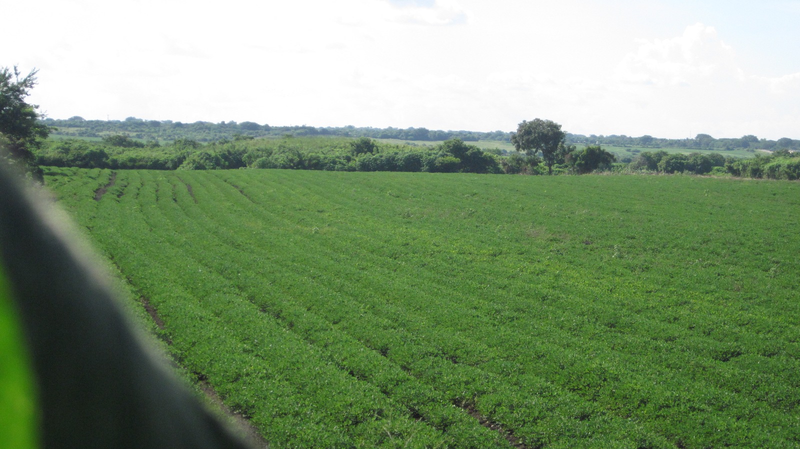 Terreno Sabana Grande