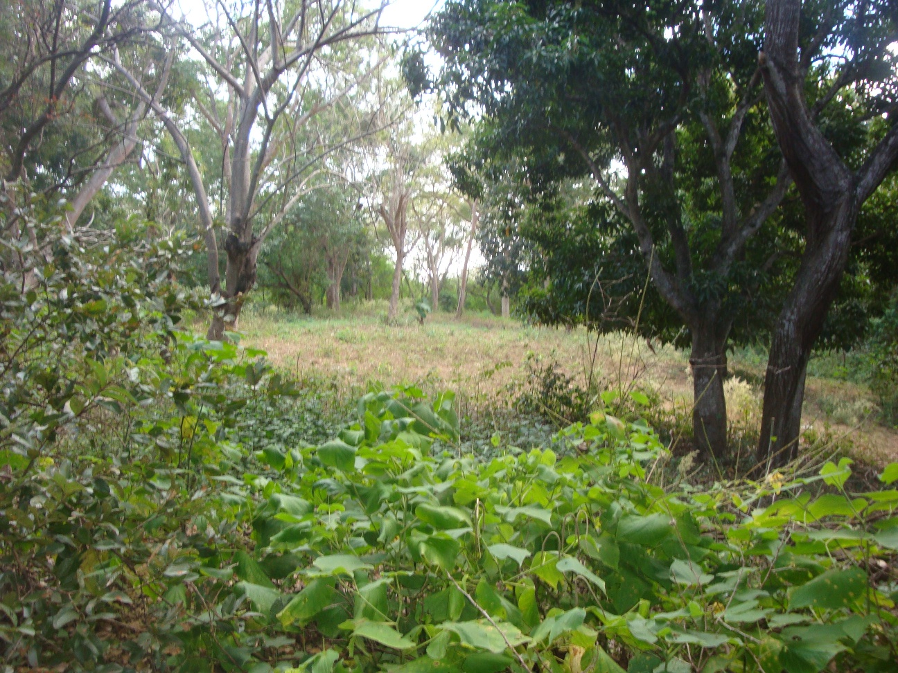 Terreno - Balcones de Santo domingo